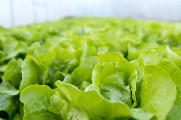 Lettuce farm. Green lettuce plants in growth at field. — Stock Photo, Image
