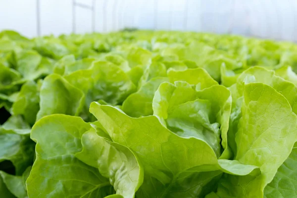 Marul çiftliği. Yeşil marul tarlada yetişiyor..