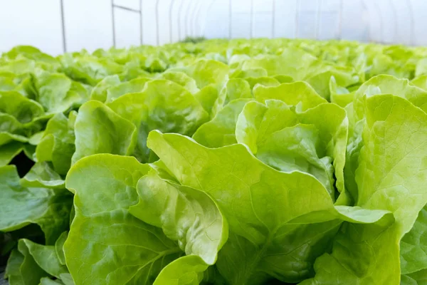 Marul çiftliği. Yeşil marul tarlada yetişiyor..