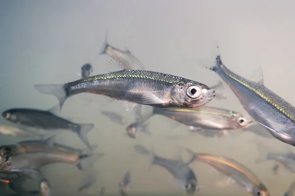 Bait fish Freshwater underwater. Common Bleak close up. Stock Photo by  ©Allexxandar 169937212