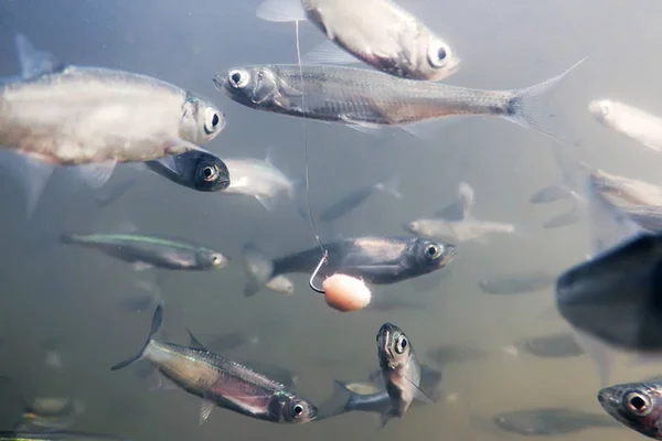 Закрыть Рыбалку Водой Рыба Приманка — стоковое фото