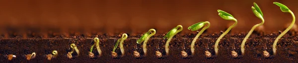 Növő palánta. Növények növekedését szakaszában. Magról nevelt növények növekedési időszakokban. — Stock Fotó