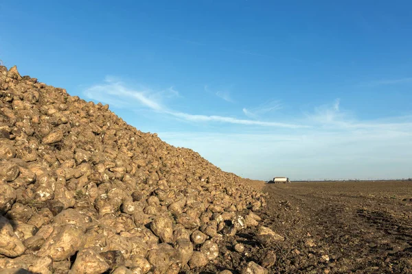 Sugar Beet harvest, Sugar beet pile, Harvest.