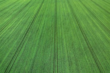 Young wheat seedlings growing in a field Aerial view. clipart