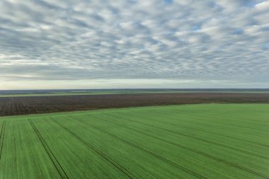 Yeşil tarım alanları üzerinde hava görünümünü bulutlar üzerinde. Genç buğday fidan.