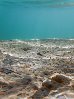 Tatlı su sualtı flora nehirler, göller, gölet.