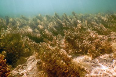Tatlı su sualtı flora nehirler, göller, gölet.