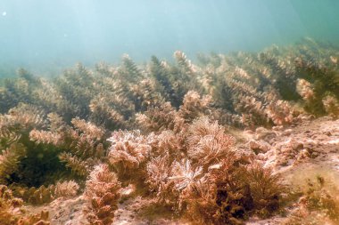 Tatlı su sualtı flora nehirler, göller, gölet.