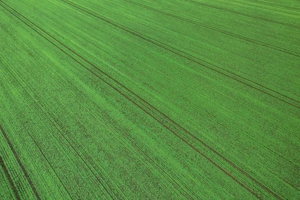 Plántulas de trigo joven creciendo en un campo Vista aérea . — Foto de Stock