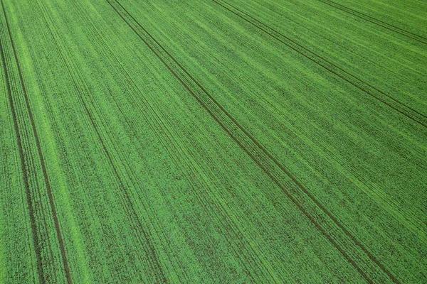 Junge Weizen-Sämlinge wachsen in einem Feld Luftaufnahme. — Stockfoto