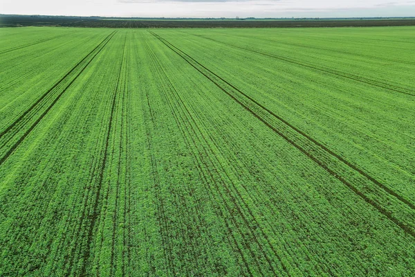 Junge Weizen-Sämlinge wachsen in einem Feld Luftaufnahme. — Stockfoto