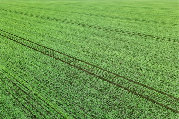 Молодые саженцы пшеницы растут в поле Воздушный вид . — стоковое фото