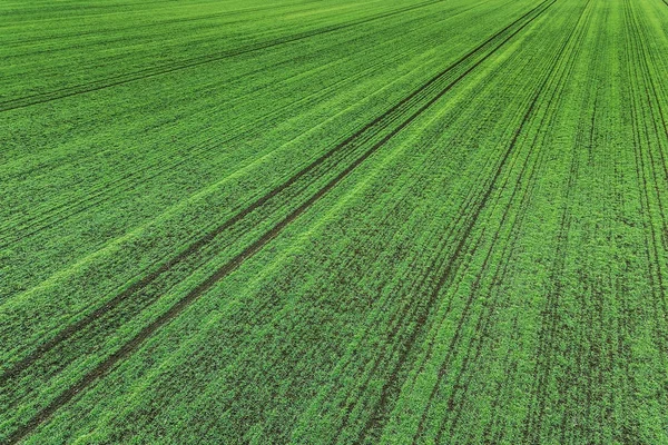 Plántulas de trigo joven creciendo en un campo Vista aérea . — Foto de Stock