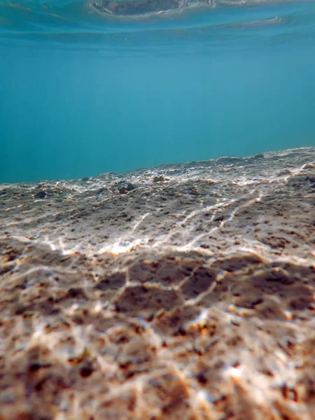 Underwater sötvatten flora floder, sjöar, damm. — Stockfoto