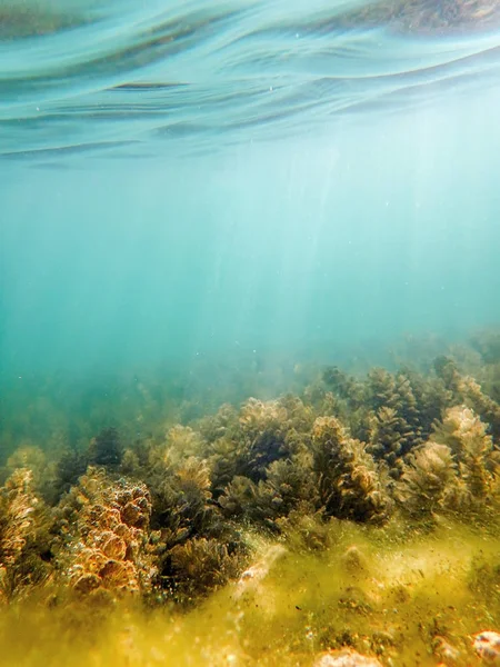 Víz alatti édesvízi növény folyók, tavak, tó. — Stock Fotó