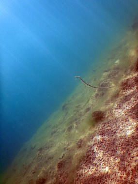 Tatlı su sualtı flora nehirler, göller, gölet.
