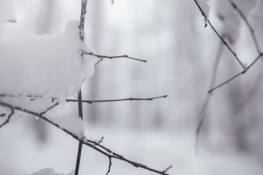 Kış ağacı arka planı