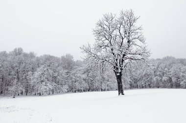 Kış manzara karlı ormandaki. Ağaçlar donmuş kış orman.