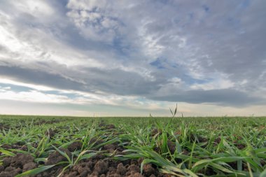 Bir alanda büyüyen buğday fidan. Buğday büyüyen genç yeşil