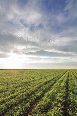 Bir alanda büyüyen buğday fidan. Buğday büyüyen genç yeşil