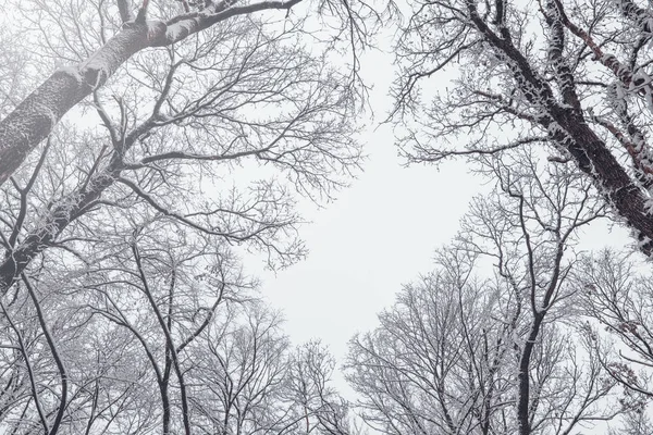 Kış ağaç arka plan. Ağaçlar donmuş kış orman. — Stok fotoğraf