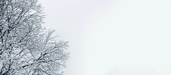 Зимний фон дерева — стоковое фото