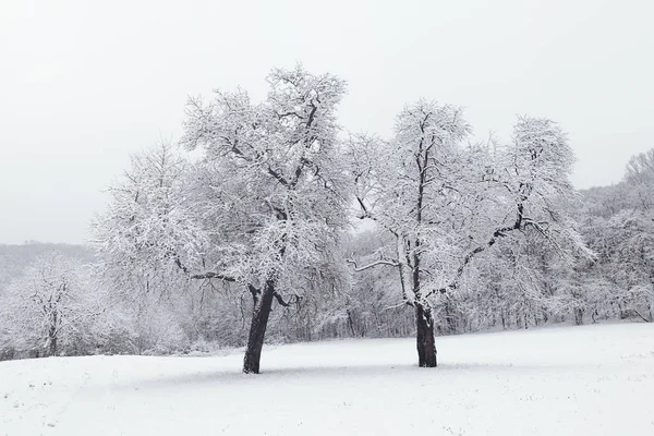 Paisagem de inverno na floresta nevada. Floresta de Inverno árvores congeladas . — Fotografia de Stock