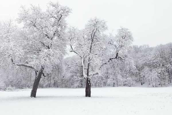 Зимний пейзаж в снежном лесу. Зимние леса . — стоковое фото