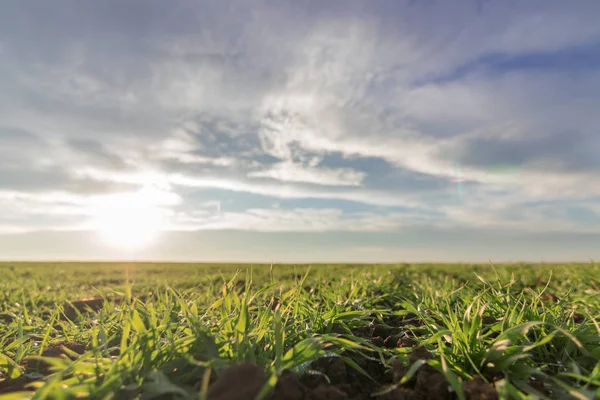 Wheat seedlings growing in a field. Young green wheat growing in