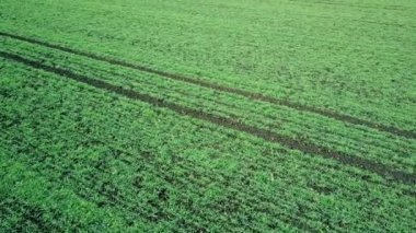 Bir alanda havadan görünümü büyüyen genç buğday fidan.