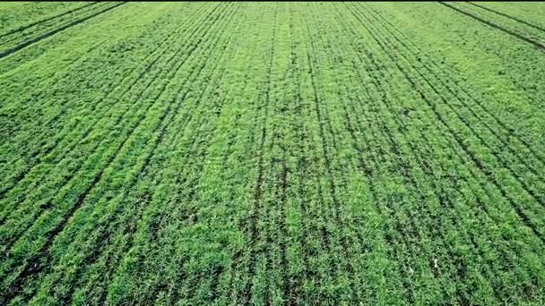 Bir Alanda Havadan Görünümü Büyüyen Genç Buğday Fidan — Stok video