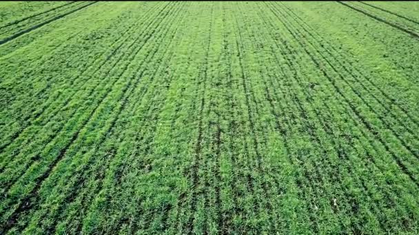 Junge Weizen Sämlinge Wachsen Einem Feld Luftaufnahme — Stockvideo