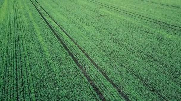Jeunes plants de blé poussant dans un champ Vue aérienne .