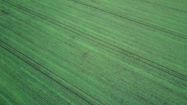 フィールド空撮で育つ若い小麦苗 — ストック動画