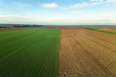 Genç buğday fidan. Havadan görünümü bulutlar üzerinde yeşil agricu üzerinde