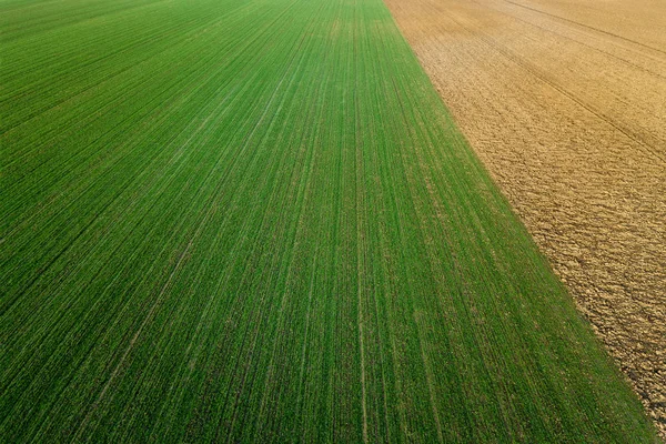 Jonge tarwe zaailingen groeien in een veld luchtfoto. — Stockfoto