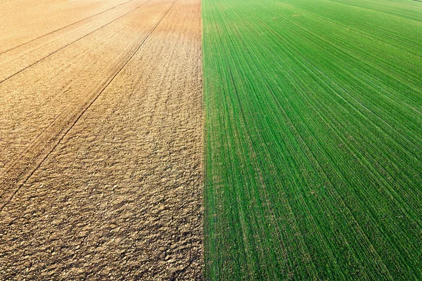 田间鸟瞰图中生长的小麦幼苗. — 图库照片