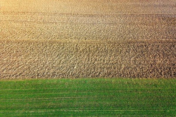 Plántulas de trigo joven creciendo en un campo Vista aérea . — Foto de Stock