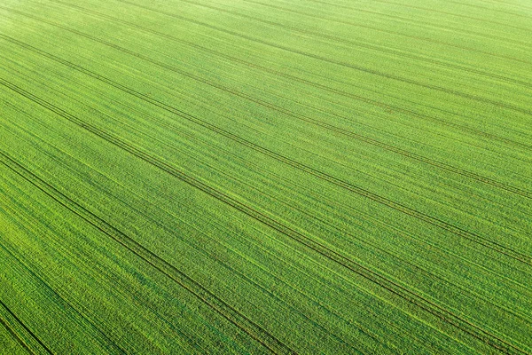 Jonge tarwe zaailingen groeien in een veld luchtfoto. — Stockfoto