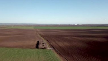 Bir alan hava görünümünde büyüyen yeşil buğday fidan.