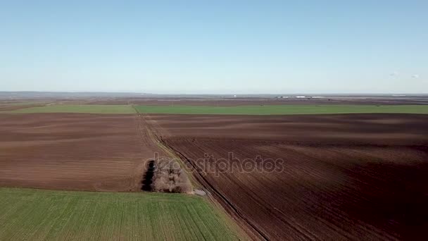 Groene Tarwe Zaailingen Groeien Een Veld Luchtfoto — Stockvideo