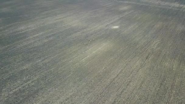 Groupe de chevreuils qui courent dans les champs. Vue Aérienne .