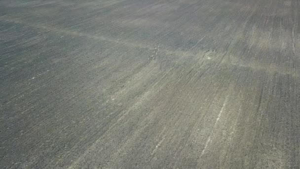 Groupe de chevreuils qui courent dans les champs. Vue Aérienne .