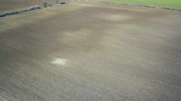 Groupe de chevreuils qui courent dans les champs. Vue Aérienne .