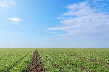 Bir toprakta büyüyen genç buğday. 
