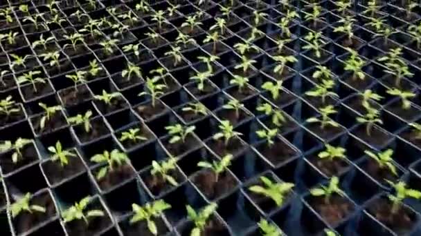Kasvihuoneessa Kasvavat Taimet — kuvapankkivideo