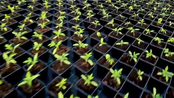 Tomater Plantor Växande Växthus — Stockvideo