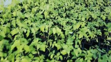 Serada büyüyen domates fidesi