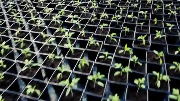 Plántulas Que Crecen Invernadero — Vídeo de stock