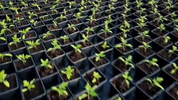 Seedlings Growing Greenhouse — Stock Video